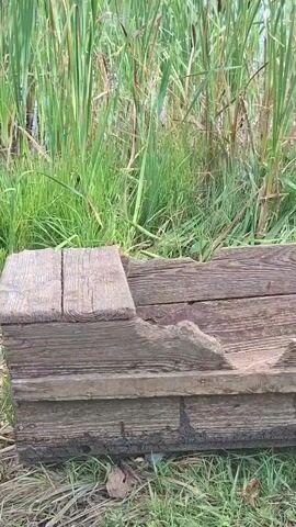 A video shows a close-up view of a weathered wooden trough partially filled with water, nestled amongst tall green reeds and grass. The trough appears old and damaged, with some of its wooden slats broken and missing. Sunlight filters through the reeds, casting shadows on the water and wood. The camera pans slowly across the trough and its surroundings, offering a detailed look at the textures and colors of the natural environment. A small green object, possibly a piece of plastic debris, is visible near the trough in the later frames. No people or animals are visible in the video.
