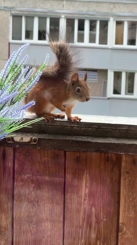 Red squirrel works a wooden fence in central Tallinn