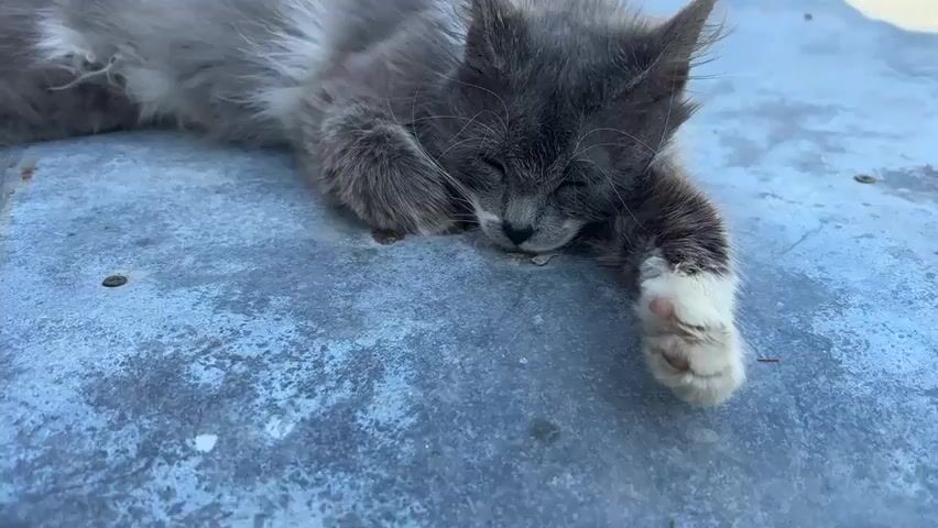 A gray and white kitten is resting on a bluish-gray surface. The kitten has its eyes closed and is lying on its side, with one paw extended. The kitten's fur is fluffy and its whiskers are visible. The surface it is lying on appears to be metal and has some stains or discoloration. In the background, there is some greenery and a few blurred objects that could be buildings or boxes. The lighting suggests it is daytime. The kitten opens its eyes and looks at the camera.