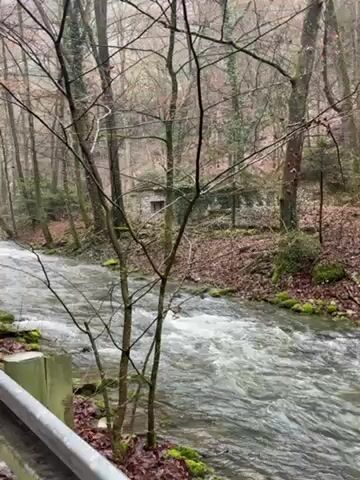 The video shows a stream flowing through a forest. The water is clear and moving quickly, with some areas of white water. The banks of the stream are covered in moss and fallen leaves. Trees line both sides of the stream, many without leaves. In the background, a small, stone building can be seen through the trees.  A guardrail is partially visible in the lower left corner of the frame. The weather appears overcast and possibly damp.