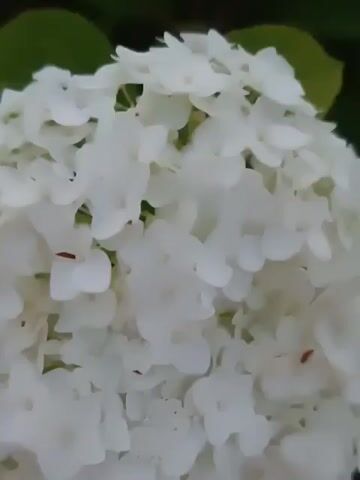 This is a close-up video of a flowering plant with large white flower heads. The video starts with a detailed view of a single flower head, then pans out to show the entire plant and its surroundings. The plant appears to be a hydrangea, with abundant green leaves and numerous spherical white blossoms. In the background, there is a dirt path, some grass, and other greenery, suggesting an outdoor setting, possibly a garden. There are no people or animals visible in the video. The lighting suggests it may be late afternoon or early evening.