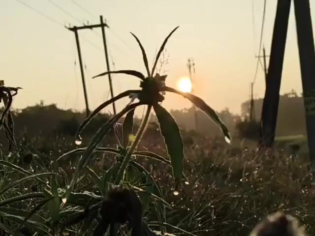 The video shows a close-up of a plant with dew drops on its leaves in the early morning light. The sun is visible in the background, appearing as a bright orb just above the horizon, casting a soft glow over the scene. The plant's leaves are long and slender, reaching upwards like fingers. In the distance, power lines and poles are silhouetted against the pale sky. The overall atmosphere is serene and peaceful, suggesting a quiet start to the day.