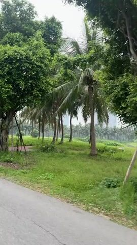 The video shows a moving perspective of a roadside in a green, possibly tropical, environment. A large tree with aerial roots is prominent on the left side of the road, with a blue and yellow sign that reads "CẤM ĐỖ XE" and "NO PARKING" in Vietnamese and English. Beyond the tree, lush greenery and palm trees are visible, along with some distant buildings. The camera appears to be moving forward, suggesting the video was taken from a vehicle or while walking along the path. The overall atmosphere is natural and serene, with a focus on the vegetation.