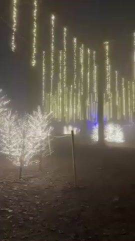 The video shows a nighttime outdoor scene with a foggy atmosphere. String lights hang vertically from trees, creating a luminescent effect. Several trees are decorated with white lights. There are some people walking around, but they are difficult to see clearly due to the fog and lighting. There are wooden posts with rope fencing in the foreground. The ground is covered with fallen leaves.
