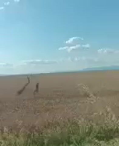 The video shows an outdoor scene with a clear blue sky and scattered white clouds. The ground is covered in dry, golden-brown vegetation, possibly a harvested field or tall grass. In the middle distance, two figures are walking away from the camera, casting long shadows. Their shapes are indistinct due to the distance and video quality. A faint, dark line, possibly a path or a ditch, winds through the field behind them. The overall impression is of a vast, open landscape under a bright sky, suggesting a warm, sunny day. The location is identified as Okop, Bulgaria, which provides a geographical context for the rural setting. There is no visible text in the media file. The activity appears to be people walking across a field. The time of day is likely daytime, given the bright sunlight and shadows. The weather seems fair and pleasant.