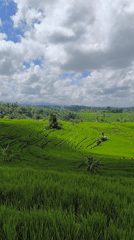 Traditional red flag flies over Indonesian rice fields