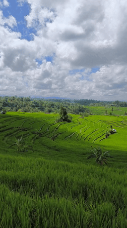 Traditional red flag flies over Indonesian rice fields