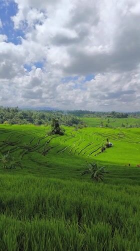 Traditional red flag flies over Indonesian rice fields