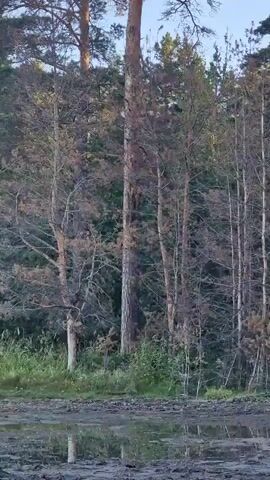 This is a video of a forest with a muddy area in the foreground. There are many trees, most of which appear to be dead or dying, with sparse brown needles. The ground in the foreground is covered in mud and puddles of water, which reflect the trees and sky. The sky is a clear blue. The lighting suggests it is either early morning or late afternoon.