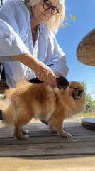 Woman grooms Pomeranian on outdoor deck in Chambœuf