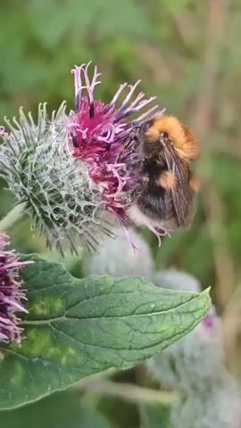 A bumblebee, with stripes of orange, brown, and white, is shown resting on a thistle flower. The flower has purple petals and a prickly green bud. A large green leaf with yellow spots is visible in the foreground. The background is blurred and shows green vegetation. The video is a close-up shot of the bumblebee and the flower.