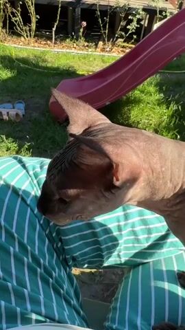 A close-up shot captures a person's hand gently touching a hairless cat's head and ears. The cat is lying down, possibly on the person's lap, as indicated by the striped fabric visible in the foreground. The background shows a sunny outdoor setting with green grass, a pink slide, and some plants. The focus is on the interaction between the person and the cat.