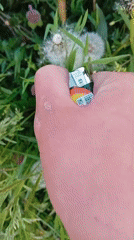 Person burns dandelion seed heads with lighter in Bulgarian field