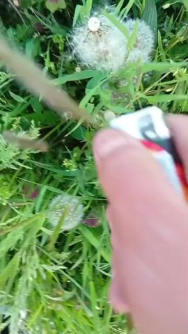 A close-up video shows a person's hand holding a lighter in a grassy outdoor environment. Several dandelion clocks (seed heads) and other green plants are visible around the hand. The person ignites the lighter, producing a flame. The flame is briefly applied to a dandelion clock, which instantly ignites and burns away in a quick flash. The hand then moves away from the frame. The lighter has a design that appears to feature black, red, and yellow/gold colors, possibly resembling the German flag. The setting is bright, suggesting daytime. The activity takes place in Lovsko, Bulgaria.