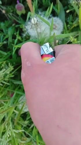 Person burns dandelion seed heads with lighter in Bulgarian field