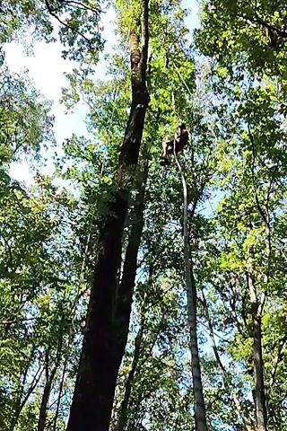A person is suspended from a rope that is attached to a tall tree. They are in a forest with dense foliage and sunlight filtering through the leaves. The person appears to be either climbing or descending the rope. The camera is angled upwards towards the person and the tree canopy.