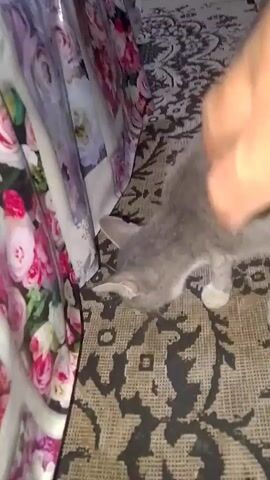 A gray and white cat is on a patterned rug next to a table covered with a floral-patterned tablecloth. A person's hand is seen reaching into the frame and petting the cat's head and cheek. The cat appears to be enjoying the petting, with its eyes partially closed and its head tilted slightly. The environment appears to be indoors, with a dark background visible behind the table.