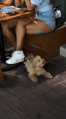 Resort guests and dog captured in casual moments in Mengwi