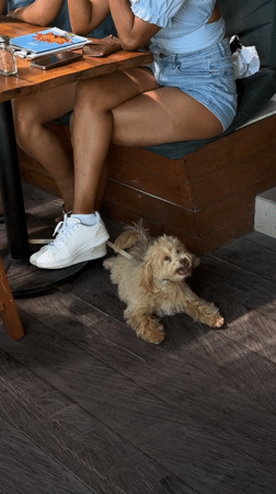 Resort guests and dog captured in casual moments in Mengwi