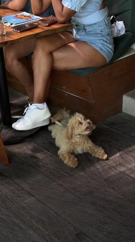 Resort guests and dog captured in casual moments in Mengwi