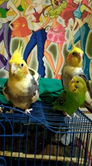Cockatiels and a budgie at home in Bilajari