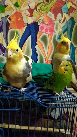 Cockatiels and a budgie at home in Bilajari