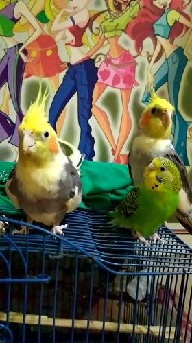 Cockatiels and a budgie at home in Bilajari