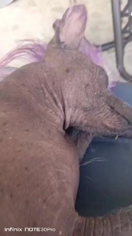 The video shows a close-up of a dog lying down on a blue surface, possibly a cushion or furniture. The dog appears to be a hairless breed, with dark, wrinkled skin. It has a small amount of purple-colored hair on its head. The dog's eyes are closed, suggesting it is sleeping or resting. Its paws are visible, and one paw is resting on the blue surface. The background is slightly out of focus, but appears to be an indoor setting with a tiled floor and a metal chair visible. The "Infinix NOTE30Pro" watermark is visible in the bottom left corner of the frame. The video appears to be a short, static shot with minimal movement.