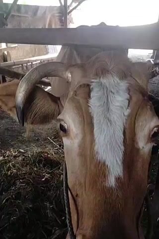 A cow with brown and white markings is in a stable. The cow has horns and is wearing a rope around its neck. The background shows hay and wooden structures. The video appears to be a close-up of the cow's face and body.
