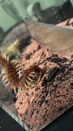 Cape Coral resident documents centipede in terrarium enclosure