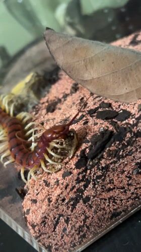 Cape Coral resident documents centipede in terrarium enclosure