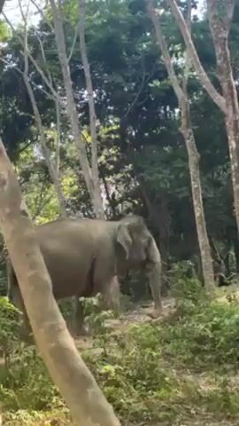 The video shows an elephant in a lush, green forest with tall trees. The elephant is gray and appears to be grazing or looking for food among the vegetation. A person is visible in the background, partially obscured by trees, sitting on a hill. The light filters through the canopy, creating a bright, natural scene. The elephant appears calm and undisturbed in its natural environment.