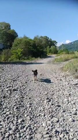 The video shows a dog with black and tan fur walking on a path covered with gray rocks. The dog is facing away from the camera and walks towards the left side of the screen. The path is surrounded by green trees and bushes, with a clear blue sky above. In the distance, mountains are visible. The sunlight casts shadows on the ground.