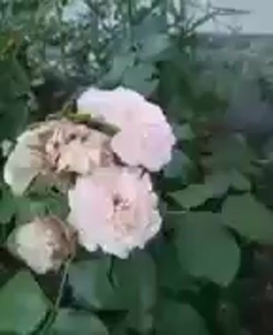 The video shows a close-up of some light pink flowers with green leaves surrounding them. The camera then pans out to reveal a wider view of the outdoor environment. In the background, there is a building with white siding and dark trim, and beyond that, trees and a clear sky. There is also a fence visible in the mid-ground. The scene appears to be well-lit, possibly during the day or early evening.