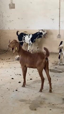 A brown goat stands in the foreground of the video. It is facing left and looking forward. In the background, two goats are standing against a wall. One goat is black and white, and the other is white with black markings. The floor is concrete and covered with debris. The walls are painted a pale color and appear worn. There is some electrical conduit visible on the wall.