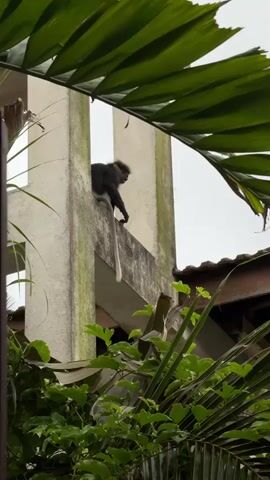 A monkey is perched on the edge of a concrete structure, its long tail hanging down. The monkey is facing away from the camera and appears to be looking out over a landscape that includes lush green foliage. The sky is overcast. The monkey is primarily dark gray with a lighter colored face and a long, slender white tail. It is positioned on a horizontal concrete beam that is part of a building with a white facade. The beam is supported by a vertical concrete pillar. In the foreground, large green palm leaves frame the scene, obscuring parts of the building and the sky. The overall impression is of a wild animal in an urban or semi-urban environment, potentially a resort or residential area with natural surroundings.