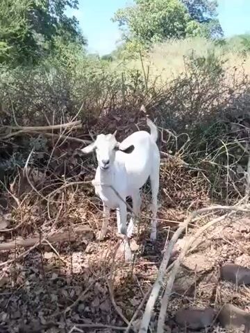 The video displays a white goat standing in a brushy, outdoor environment. The goat is the central focus and is surrounded by dry branches and leaves. The goat is observed bending its head down as if to eat or investigate something on the ground. The background consists of green foliage and what appears to be a slight incline. The lighting suggests it is daytime with sunlight filtering through the vegetation. There are no other animals or people visible in the frame.