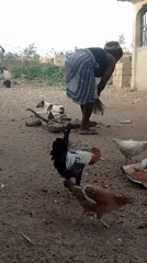 Rural morning routines captured: sweeping, feeding animals, personal care