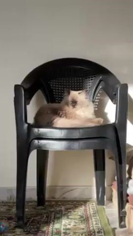 A fluffy, brown and cream-colored cat is sitting on top of two stacked black plastic chairs. The chairs are positioned against a white wall with sunlight illuminating the scene. The bottom of the frame shows a patterned rug or mat. The cat is resting with its eyes closed.