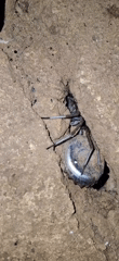 Small creatures spotted on concrete surfaces in Venezuela