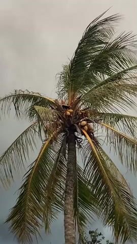 The video shows a stormy landscape with a palm tree bending in the wind under a dark, cloudy sky. The camera pans to reveal a rural scene with partially constructed brick structures and lush green vegetation. A small, dilapidated structure is visible to the left, and a purple bucket sits in the foreground. The overall impression is one of an impending storm in a rustic, possibly impoverished, setting.