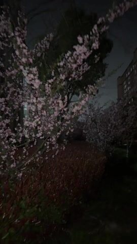 The video shows a nighttime scene in what appears to be a park or residential area. The camera moves along a paved path surrounded by grass, trees, and bushes. Some of the trees have light pink blossoms, suggesting it might be spring. In the background, there are buildings, and streetlights illuminate the path. The overall lighting is dim, creating a somewhat blurry image due to low light conditions.