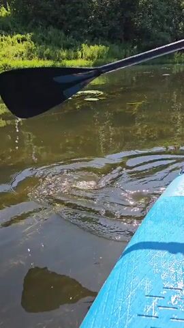 A first-person perspective video shows a person standing on a blue paddleboard on a calm river. The water is murky and reflects the green trees on the riverbank. Lily pads are visible on the surface. In the foreground, a paddle is used to move through the water, creating ripples. A few small fish are visible swimming beneath the surface. The sun is shining, creating a dappled light effect on the water.