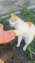 Cats play in grassy Sofia area amid springtime dandelions