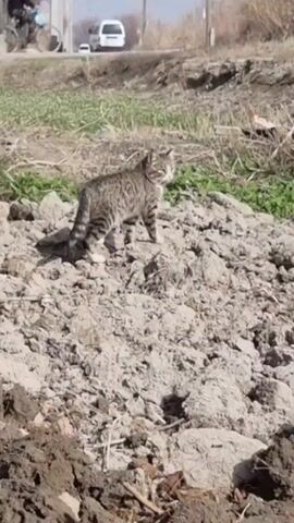 The video shows a tabby cat standing on a pile of dirt. The cat is facing right, looking around, and then glances down. The background shows a field, a road with a car and bicycle, and some buildings. The foreground is a pile of dark dirt.