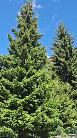The video shows a view of tall evergreen trees against a bright blue sky with some white clouds. A path runs alongside the trees, with a fence bordering the right side of the path. In the distance, a mountain range can be seen, with snow on the peaks. The sun is shining, casting shadows on the ground. The camera pans slowly to the right, revealing more of the landscape.