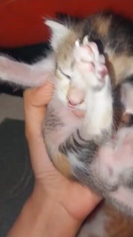 A close-up shot shows a small, multi-colored kitten being held in a human hand. The kitten appears to be sleepy, with its eyes mostly closed and its head tilted. Its fur is a mix of white, brown, and black. The background is dark and out of focus, with a hint of a red object visible at the top left. The kitten's paws are visible, one of which is raised towards its face. The hand holding the kitten is a lighter skin tone. The video is short and appears to be a candid moment captured of the kitten.