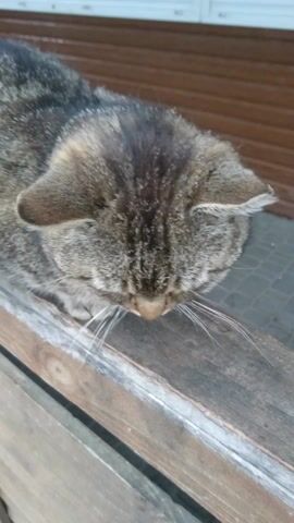 A tabby cat is captured in a close-up, vertical shot. The cat's head is the primary focus, positioned in the upper right quadrant of the frame. It has short, striped brown, grey, and black fur, characteristic of a tabby pattern. Its prominent white whiskers are visible, extending forward. The cat is actively rubbing its face and nose against a rough, weathered wooden surface, possibly a fence post or a beam. Its eyes are mostly closed during this action, suggesting a moment of self-grooming or scratching. In the background, to the left, there is a brown, ribbed paneling, and further left, a light-colored, possibly white or light blue, vertical siding, indicating a building or structure. The scene appears to be outdoors in Terezyne, Ukraine, under natural daylight conditions. No visible text is present.