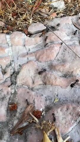 The video shows a group of black ants crawling on a textured, pinkish-white surface that appears to be rock or concrete. The ants are moving in various directions, some in a line, suggesting they are foraging or following a trail. There are also some dry plant materials, such as leaves and husks, scattered on the surface. The background is blurred and consists of dry vegetation and soil.