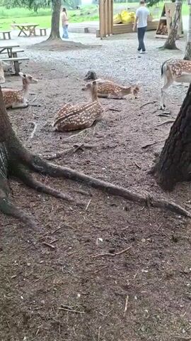 The video begins with a close-up view of the gnarled roots of a tree. The camera then pans to the right, revealing a group of fallow deer resting on the ground. The deer are spotted and appear to be in an outdoor enclosure, likely a park or a sanctuary. In the background, there are wooden picnic tables and benches, as well as a few structures that appear to be cabins or small buildings. Some people are visible in the distance, walking around and observing the deer. The ground is covered in dirt and pine needles. The overall environment suggests a relaxed and natural setting where humans and deer coexist. The camera continues to pan and zoom, offering different perspectives of the deer and their surroundings, with a focus on the deer’s resting postures and their gentle demeanor. The lighting indicates it is daytime, with diffused light suggesting an overcast or shaded environment.